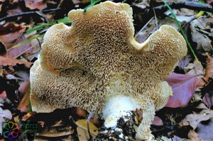 hydnum repandum (1) (1000 x 667).jpg_product_product_product_product_product_product_product